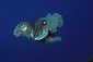 Cuttlefish